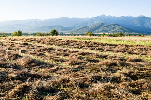 Preview: Sunny Meadow With Flowers And Green Grass In Summer At Countryside