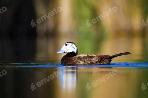 Preview: Swimming Duck. Colorful Nature Background. Bird: White Headed Duck. Oxyura Leucocephala.