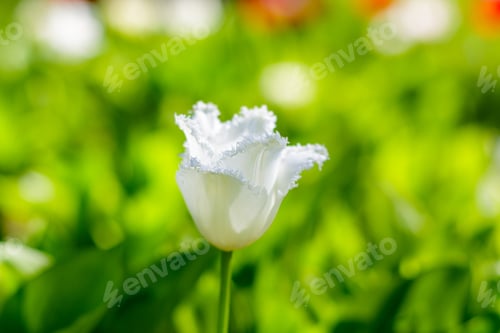 Preview: Spring Blooming Tulip Flowrs Blossom Scene. Tulips In Spring Blooming Garden. Tulip Festival In