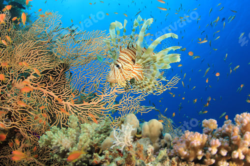 Preview: Lionfish And Gorgonian Fan Corals