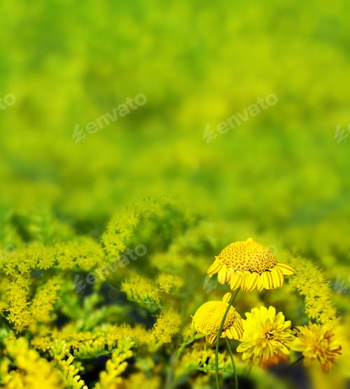 Preview: Summer Landscape. Wildflowers