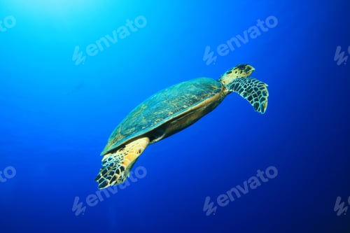 Preview: Hawksbill Turtle (Eretmochelys Imbricata)