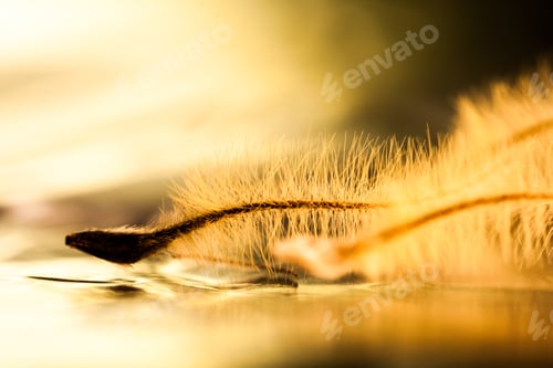 Preview: Abstract Composition With Dried Clematis Seeds And Light