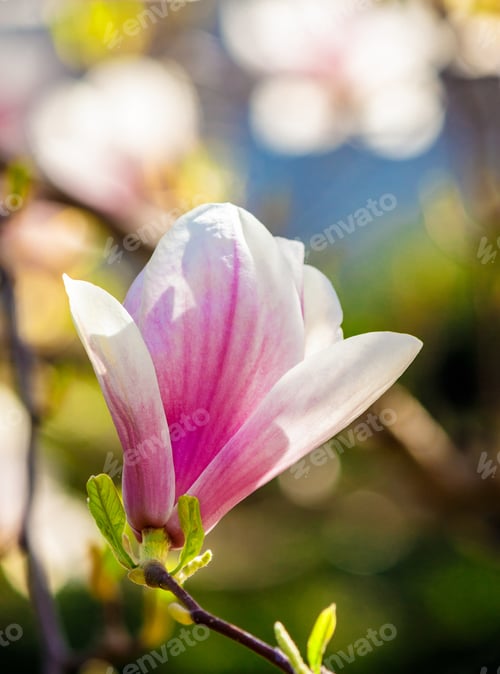 Preview: Magnolia Flowers Close Up With Shallow Depth Of Field On A Blur Background
