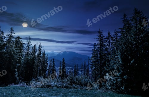 Preview: Spruce Forest On A Meadow In High Tatras Mountain Ridge. Beautiful Sunny Day In Poland Countryside