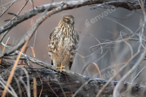 Preview: Northern Harrier , Hawk, Bosque Del Apache,Wildlife Reserve , New Mexico,Usa