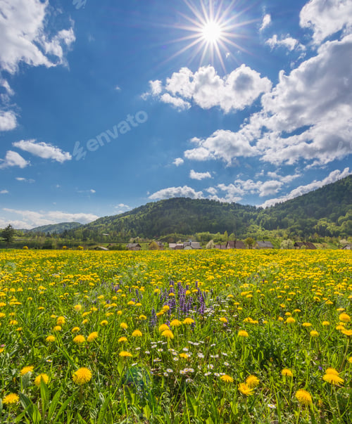 Preview: Beautiful Dandelions In The Meadow Basking In The Afternoon Sun