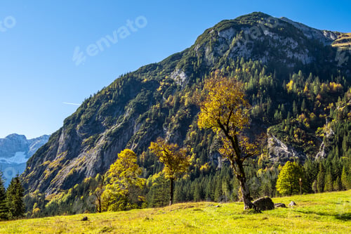 Preview: Old Maple Trees At The Greater Ahornboden Area In Austria In Autumn
