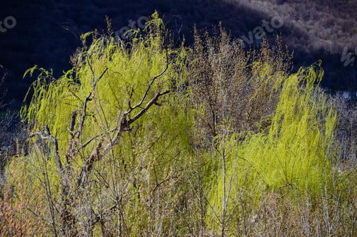 Preview: Willow Trees In Spring