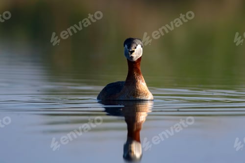 Preview: Swimming Bird. Nature Background. Bird: Red Necked Grebe. Podiceps Grisegena.