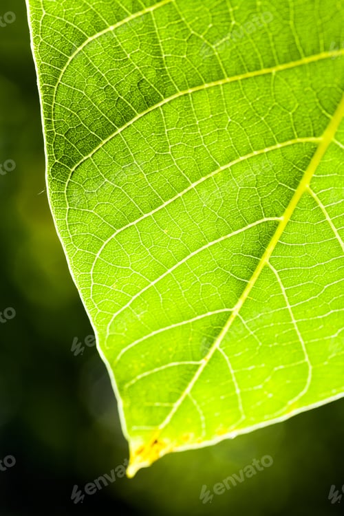 Preview: Green, Abstract Composition With Leaf Texture