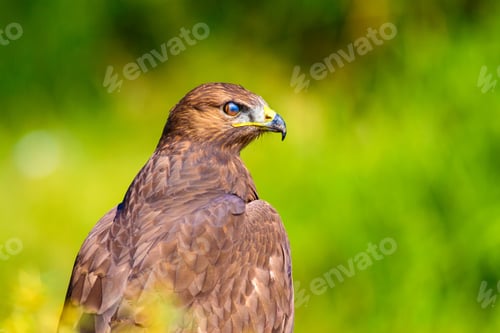 Preview: Bird Of Prey. Portrait Of Buzzard. Green Nature Background.