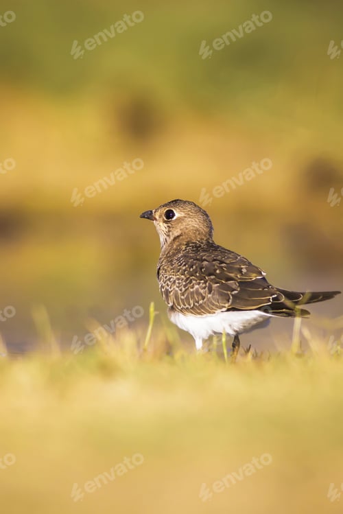 Preview: Cute Bird Pratincole And Green Yellow Nature Background. Collared Pratincole. Glareola Pratincola
