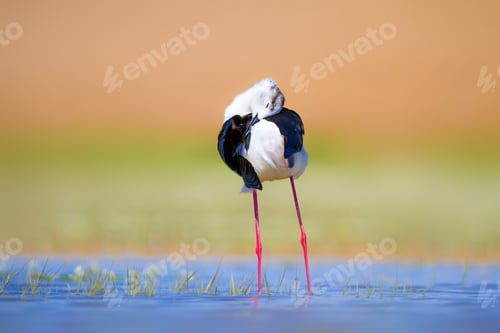 Preview: Cute Water Bird. Colorful Nature Background. Common Water Bird. Black Winged Stilt. Himantopus