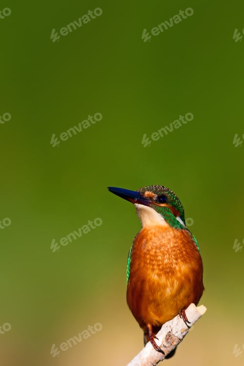 Preview: Cute Bird Kingfisher. Green Nature Background.