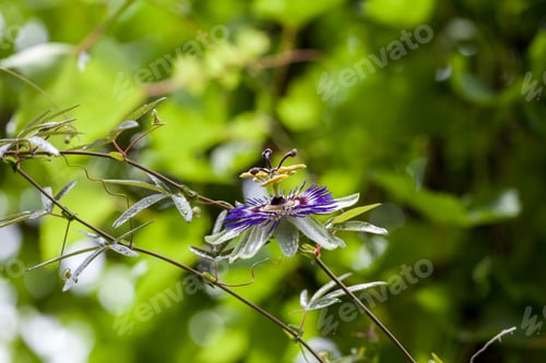 Preview: Passion Flower (Passiflora Incarnata) With Details