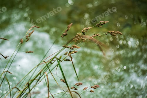 Preview: Green Foliage Details With Blur Background. Abstract Texture