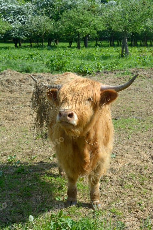 Preview: Highland Cattle On Farm In Rhineland,Germany