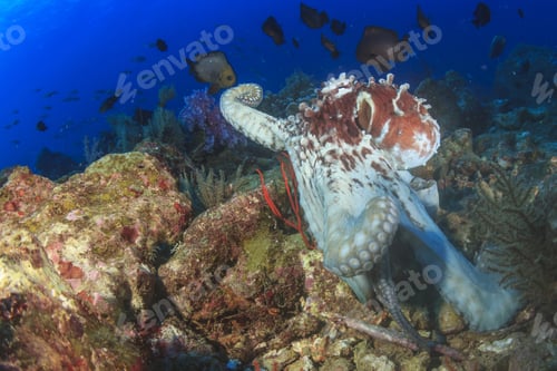 Preview: Hunting Octopus Is Mobbed By Small Fish (Damselfish)