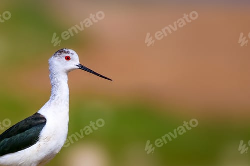 Preview: Common Water Bird. Natural Background. Ankara Mogan Lake Turkey. Bird: Black Winged Stilt