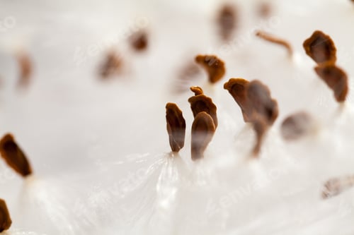 Preview: Abstract Composition With Dried Plants Seeds. Looks Like Dandelion Seeds