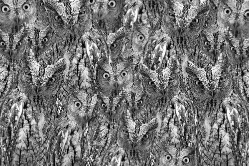 Preview: Amazing Owls Faces Texture. Black White Camouflage Background. Birds: Eurasian Scops Owl. Otus