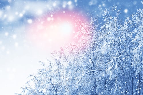 Preview: Frozen Winter Forest With Snow Covered Trees. Outdoor