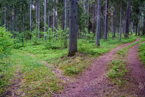 Preview: Enmpty Forest Road With Tractor Car Tire Track Marks And Green Nature Around