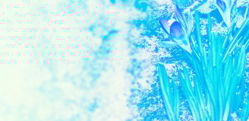 Preview: Bright And Colorful Crocus Flowers. Spring Landscape.