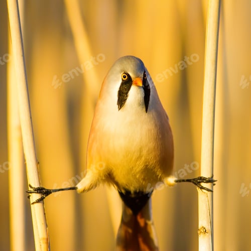 Preview: Bearded Funny Bird. Yellow Reeds Background.