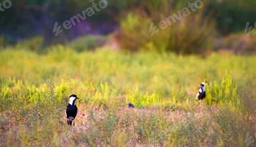 Preview: Cute Bird And Green Nature Background. Spur-Winged Lapwing / Vanellus Spinosus