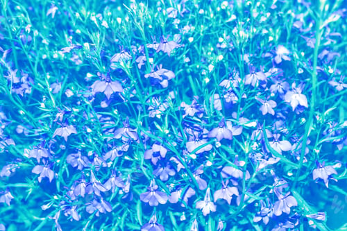 Preview: Me-Nots Wildflowers On The Background Of The Summer Landscape.