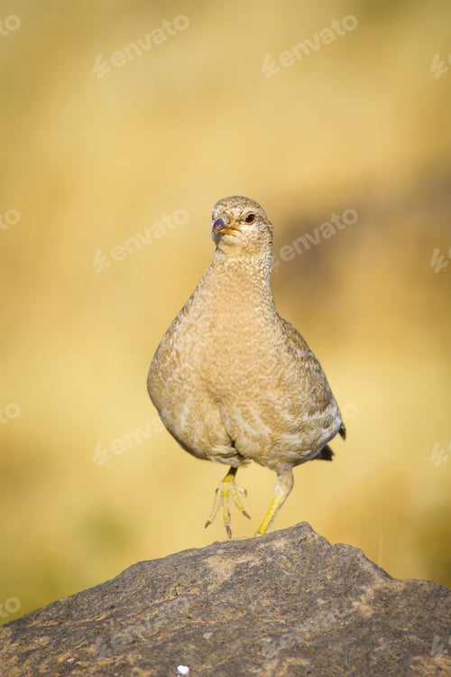 Preview: Partridge. Yellow Nature Background. Bird: See See Partridge. Ammoperdix Griseogularis.