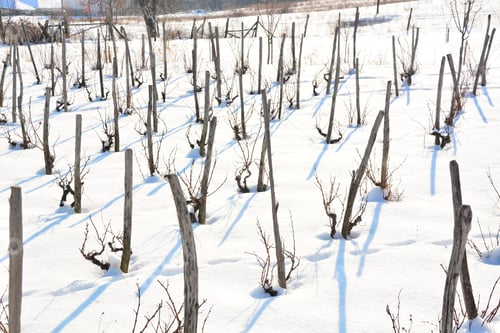 Preview: Winter Landscape Vineyard