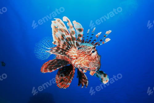 Preview: Lionfish