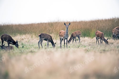 Preview: Grazing Herd Of Hinds With One Alert Looking Up. National Park Hoge Veluwe. The Netherlands.