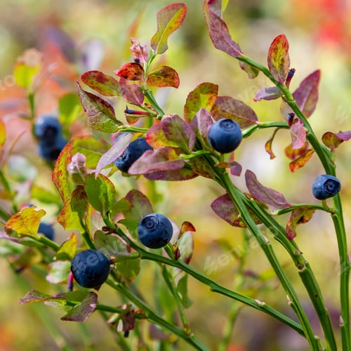Preview: Branches With Fresh Blackberries On The Background Of The Forest. Picking Berries In The Forest