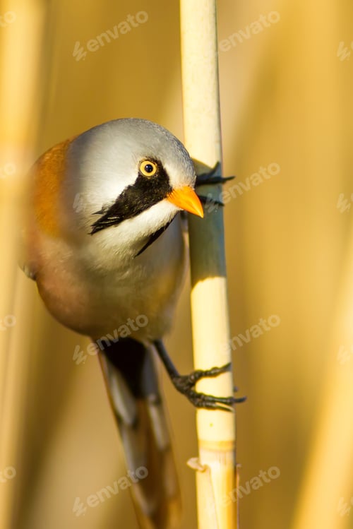 Preview: Bearded Funny Bird. Yellow Reeds Background.
