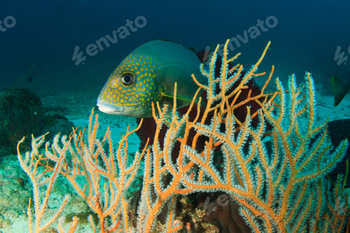 Preview: Sweetlips Fish And Coral