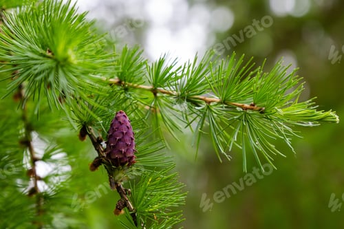 Preview: Larch Blossom. Larch (Lat. Larix) — A Genus Of Woody Plants Of The Pine Family, One Of The Most