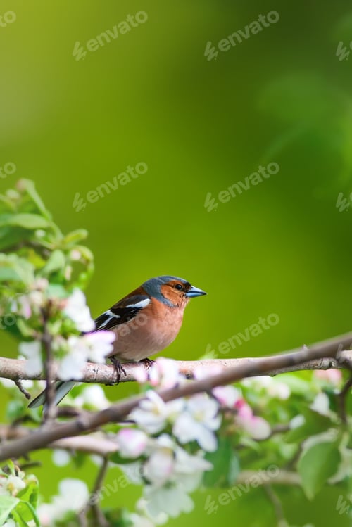 Preview: Cute Bird. Nature Background.