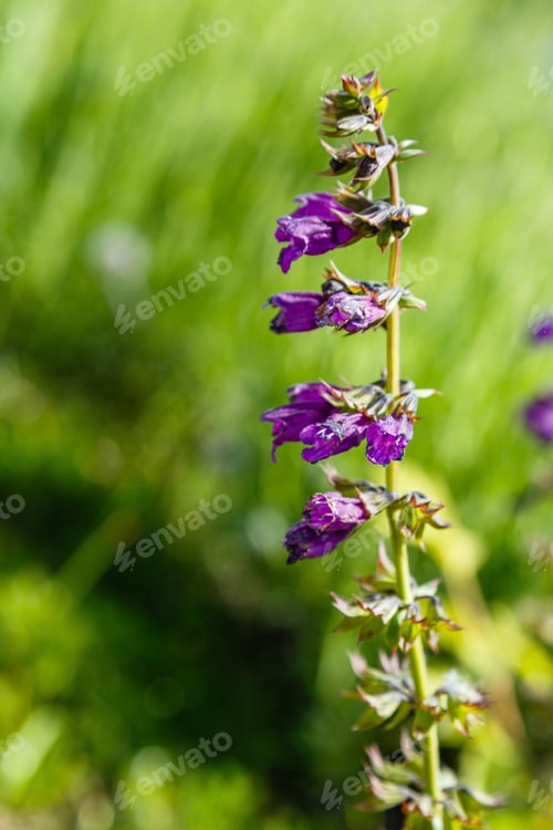 Preview: Purple Salvia Horminum On Green Flowerbed. Medicinal And Aromatic Plants In The Garden.