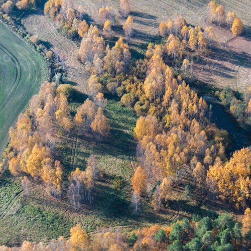 Preview: Aerial View Over The Trees In Autumn