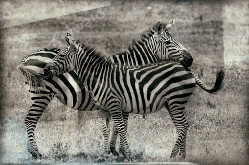 Preview: Vintage Style Image Of Zebras In The Ngorongoro National Park, Tanzania