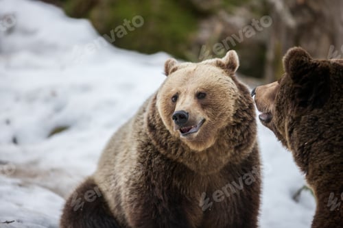Preview: Brown Bears (Ursus Arctos) In Lake Clark National Park, Alaska, Usa
