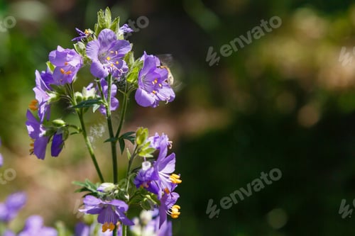 Preview: The Bee Collects Nectar On The Flowers Of Polemonium Blue. Polemonium Caeruleum, Known As