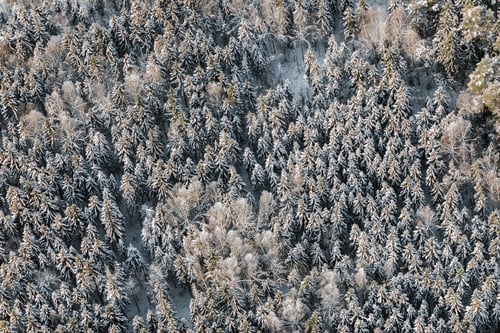 Preview: Aerial View Over The Trees