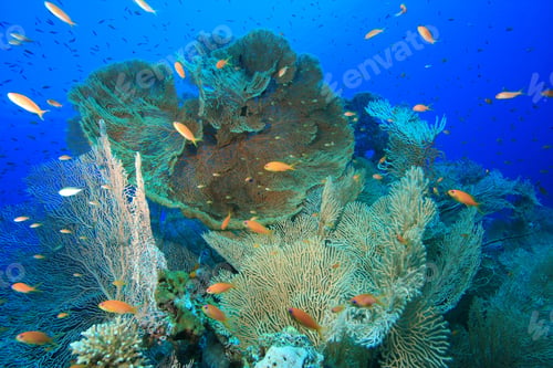 Preview: Beautiful Coral Reef - At Risk Due To Global Warming