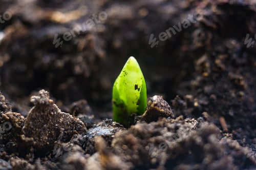 Preview: Growing Little Green Sprouts Of Young Plants