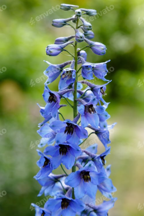 Preview: Blue Flowers Of Delphinium Elatum , Delphinium Flower In The Garden - Larkspur Flowers